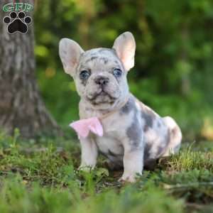 Petunia, French Bulldog Puppy